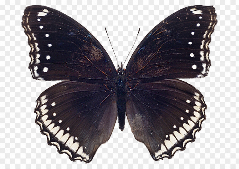 Butterfly Swallowtail Black Moth Stock Photography PNG