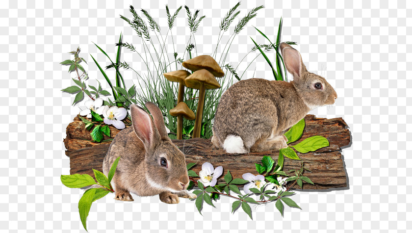 Chang'e Rabbit Domestic Hare Easter Bunny Самый полный справочник кроликовода PNG