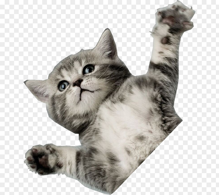 Kitten Cat Desktop Wallpaper Horse Puppy PNG