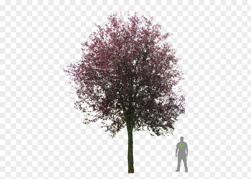 Tree Cherry Plum Blutpflaume PNG
