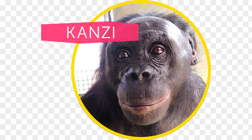 Bonobo Apes Common Chimpanzee Gorilla Ape Cognition And Conservation Initiative Kanzi PNG