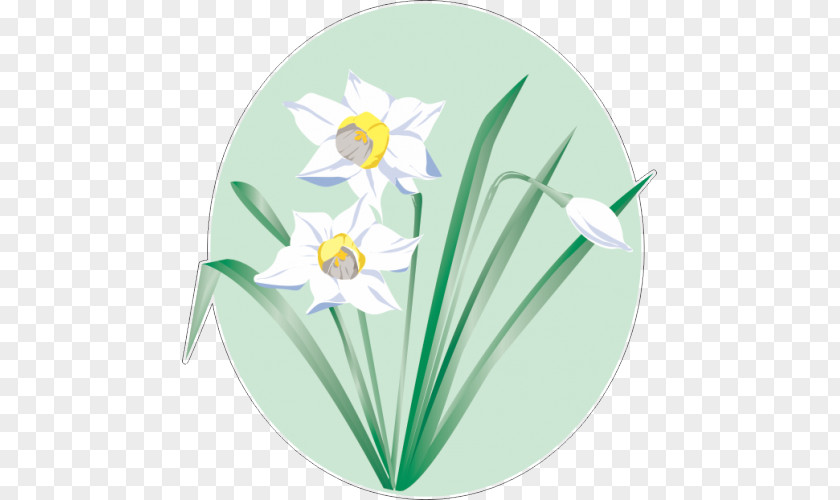 Flower Daffodil Vector Graphics Clip Art Image PNG