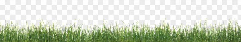 Grass Skirts Weed Control Mulch Noxious Bed PNG