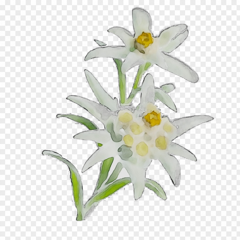 Herbaceous Plant Narcissus Stem CJSC EDELWEISS-M Plants PNG