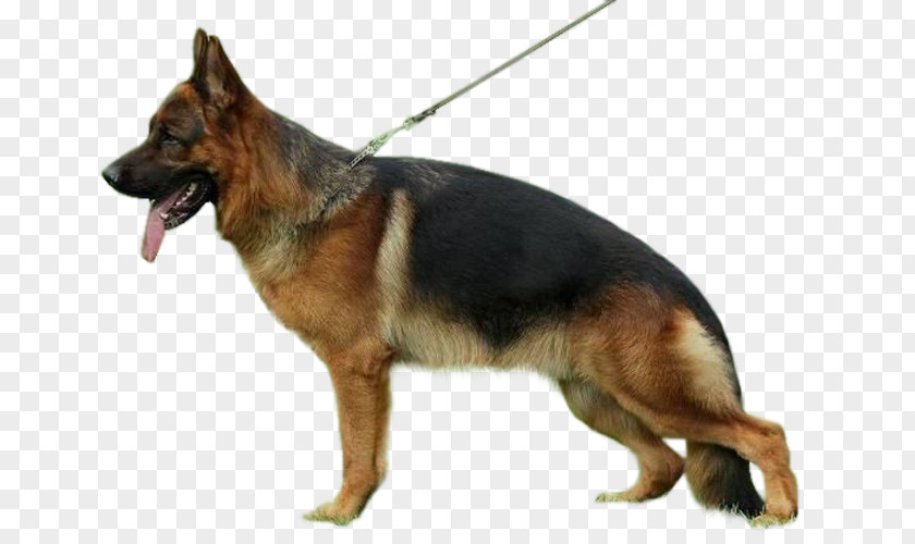 Police Dog Old German Shepherd King Kunming Wolfdog Breed PNG