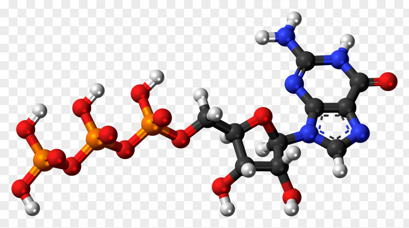 Uridine Monophosphate Deoxyguanosine Diphosphate Triphosphate PNG
