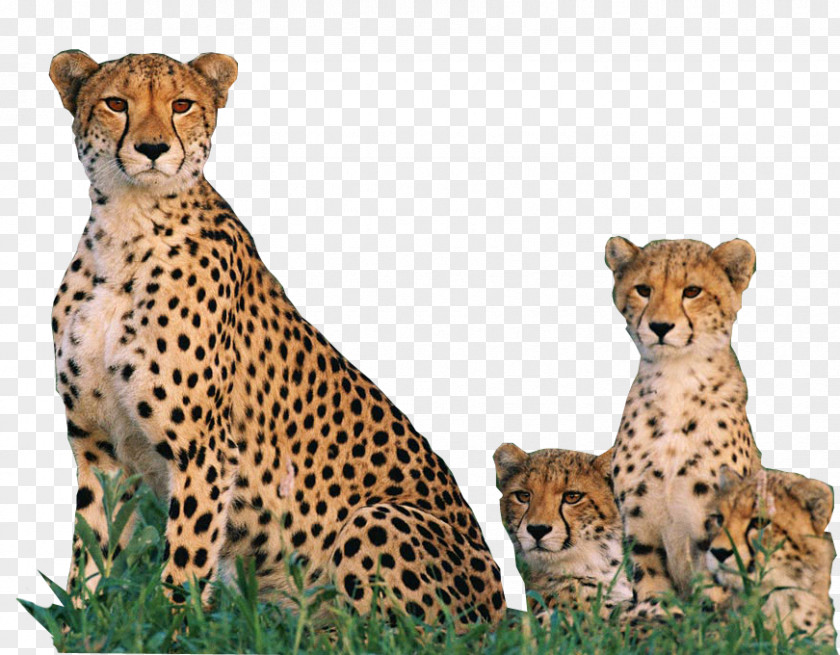 Dating De Wildt Cheetah And Wildlife Centre Endangered Species South African Fastest Animals Big Cat PNG