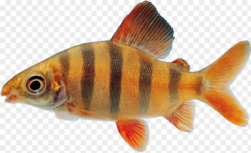 Fish Goldfish Clip Art PNG