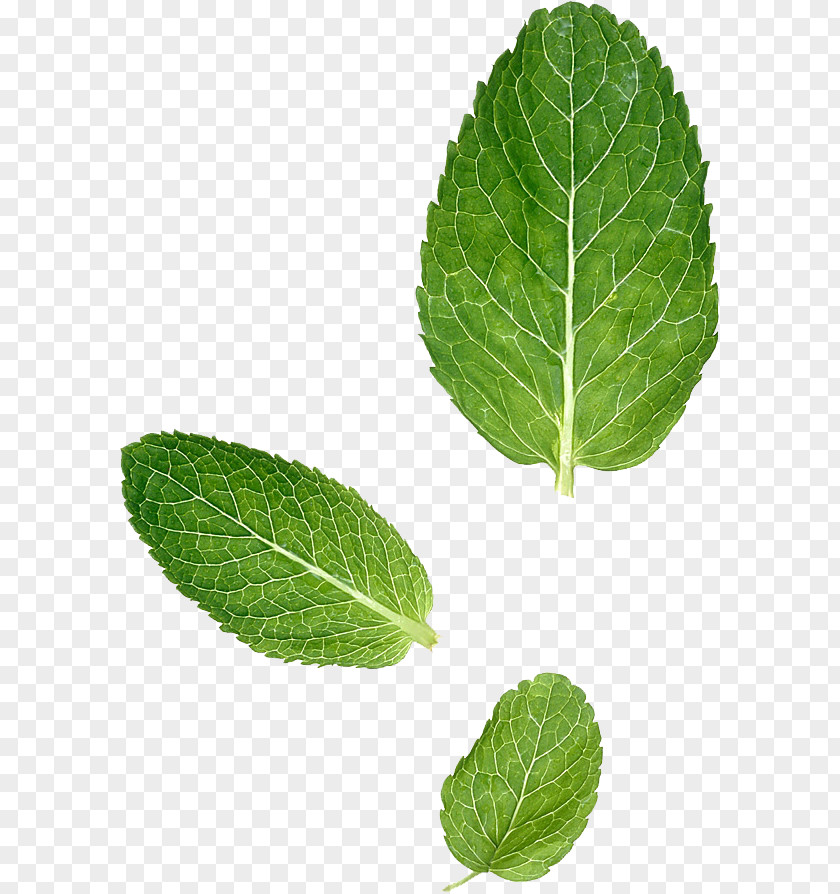 Leaf Peppermint Mentha Spicata Herbalism PNG