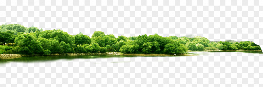 Men's Plants Landscape Greening PNG