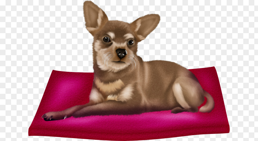 Puppy Chihuahua Dog Breed Companion Cuteness PNG