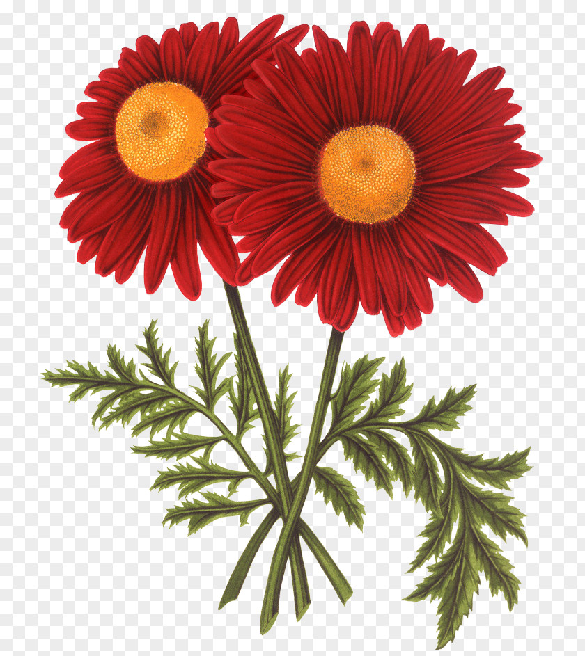 Retro Red Chrysanthemum Transvaal Daisy Common Sunflower PNG
