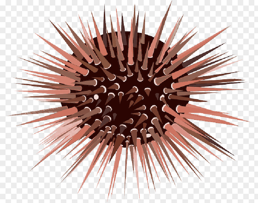 Sea Urchin Clip Art Spine Vector Graphics PNG