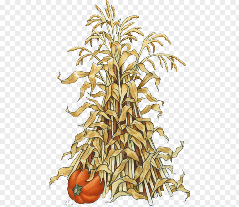 Stalk Pumpkin Drawing Maize Clip Art PNG