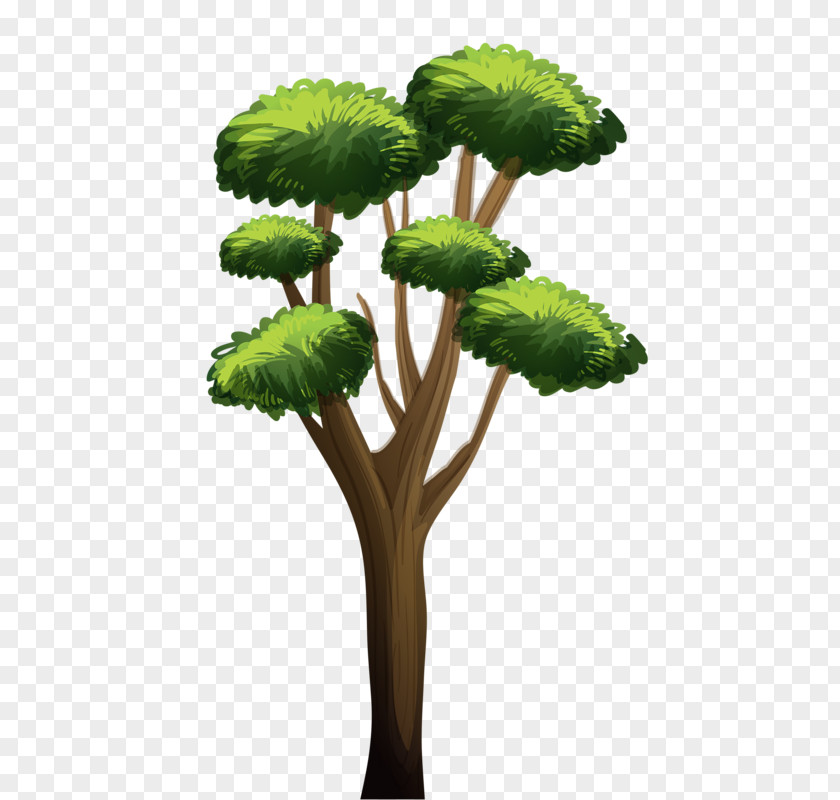 Tree Bonsai Trunk Image Plants PNG
