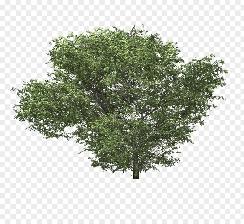 Tree Shrub Plant Hydrangea PNG