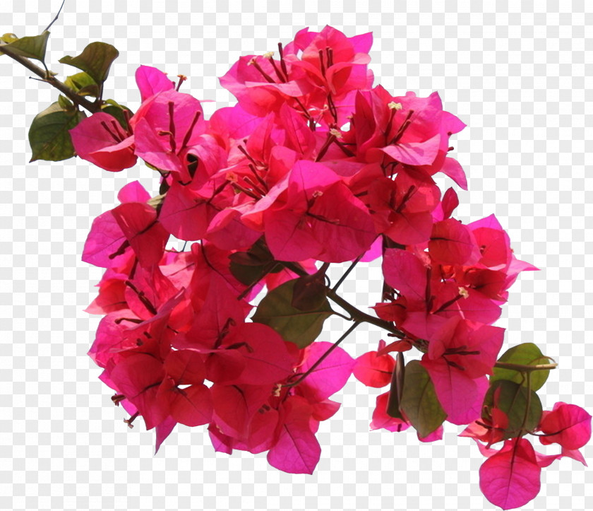 Triangle Plum Bougainvillea Flower Ipomoea Nil Petal PNG