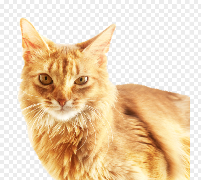 Cute Cat Download Software PNG