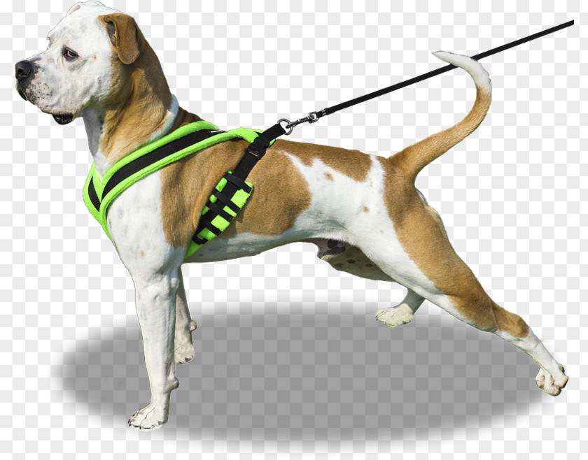 Dog Breed American Bulldog Leash Harness PNG