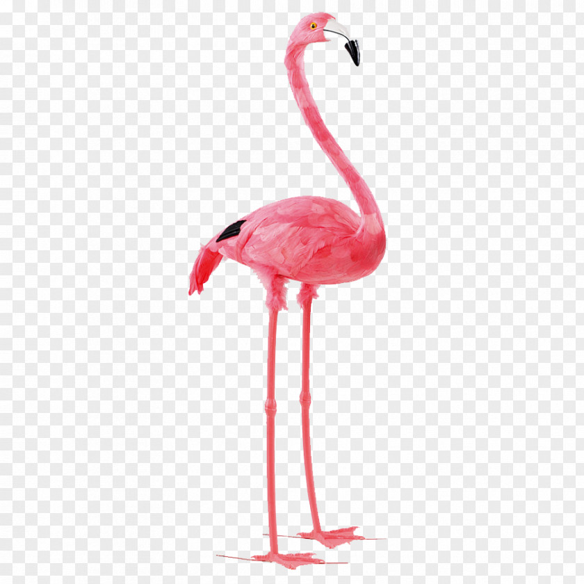 Flamingo Bird Paper Feather Pink PNG