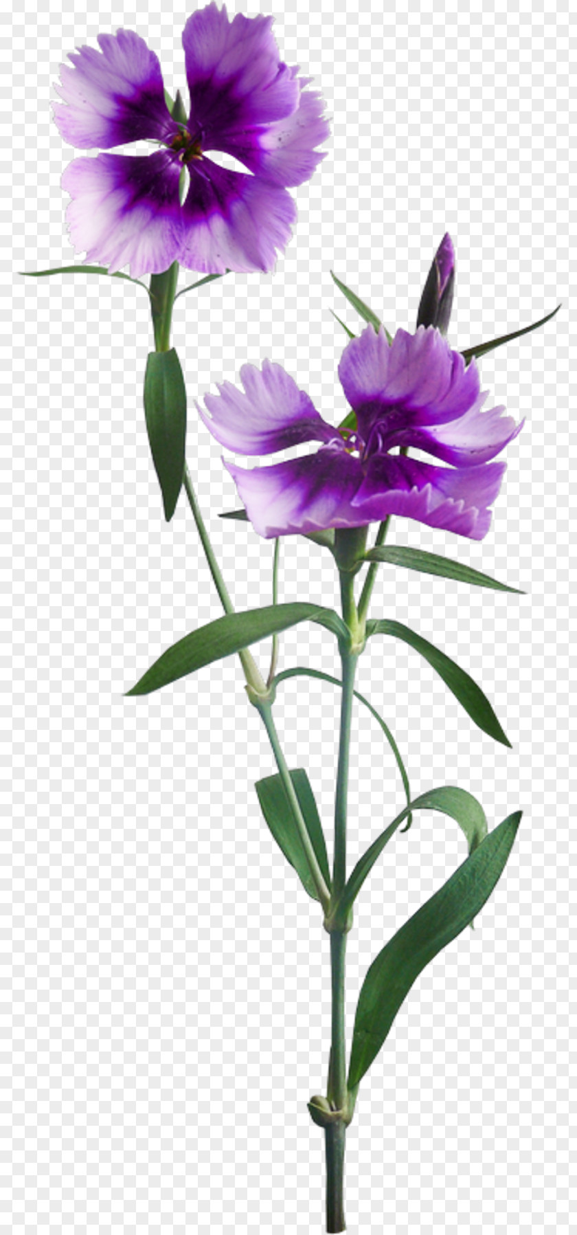 Flower Plant Stem God PNG