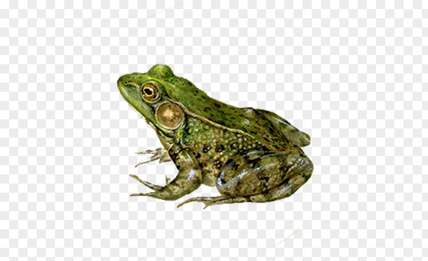 Frog American Green Tree Amphibian Lithobates Clamitans PNG