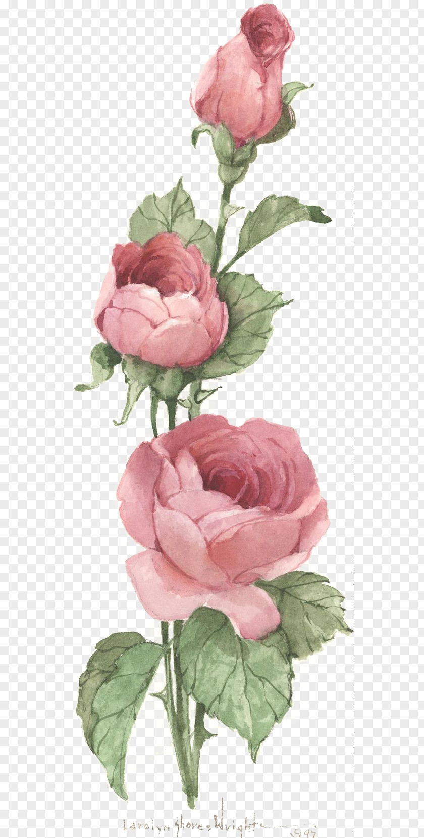 Rose Centifolia Roses Vintage Clothing Pink Antique Clip Art PNG