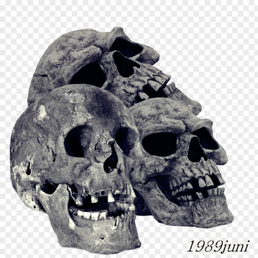 Skull Human Symbolism Skeleton PNG