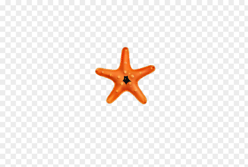 Starfish Creative Element Euclidean Vector Wallpaper PNG