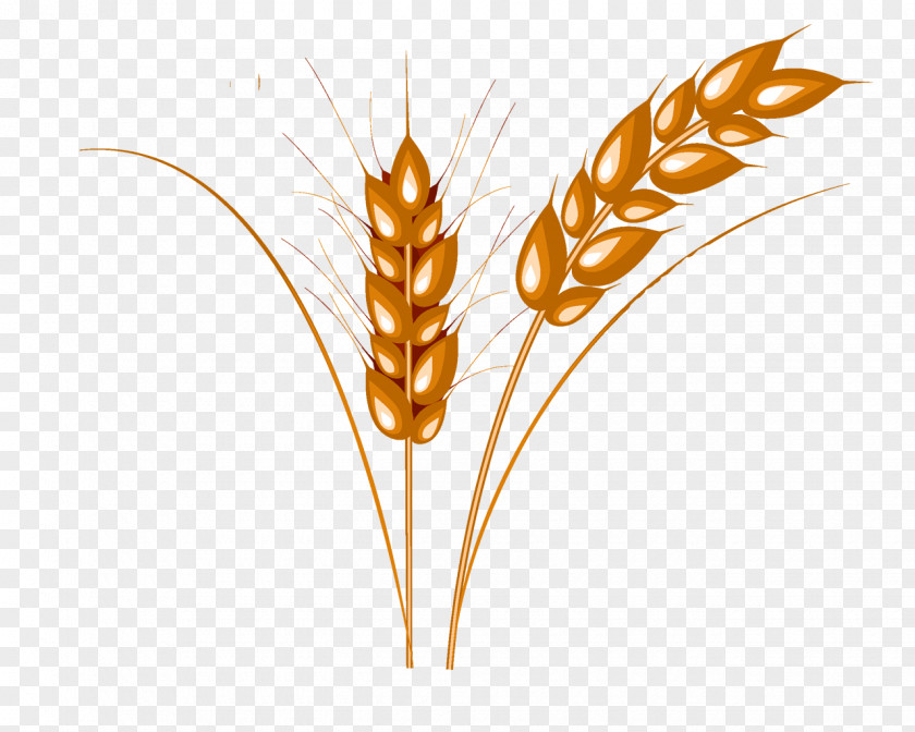 Wheat Caryopsis Cattle PNG