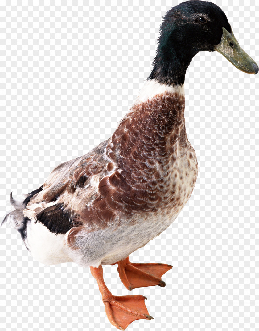 Duck Image Icon PNG