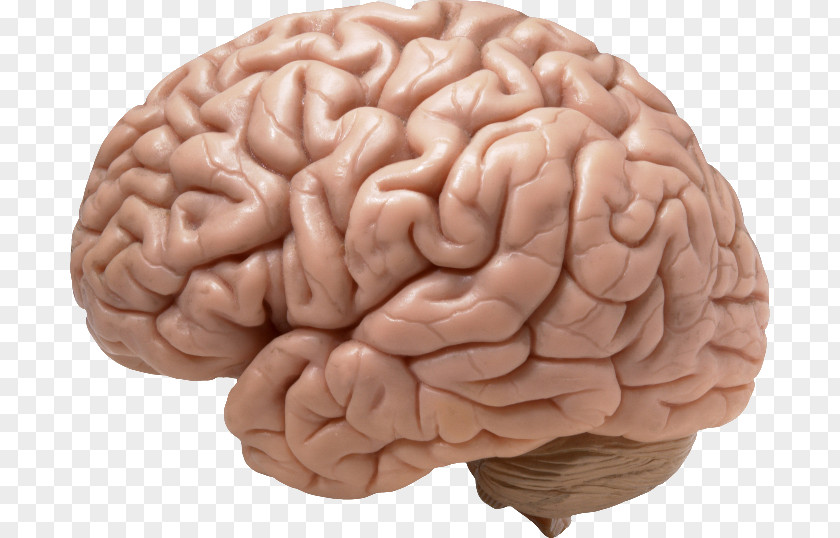 Human Brain PNG brain clipart PNG
