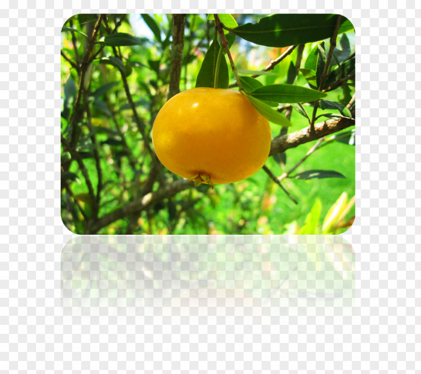 Lemon Clémentine M. PNG