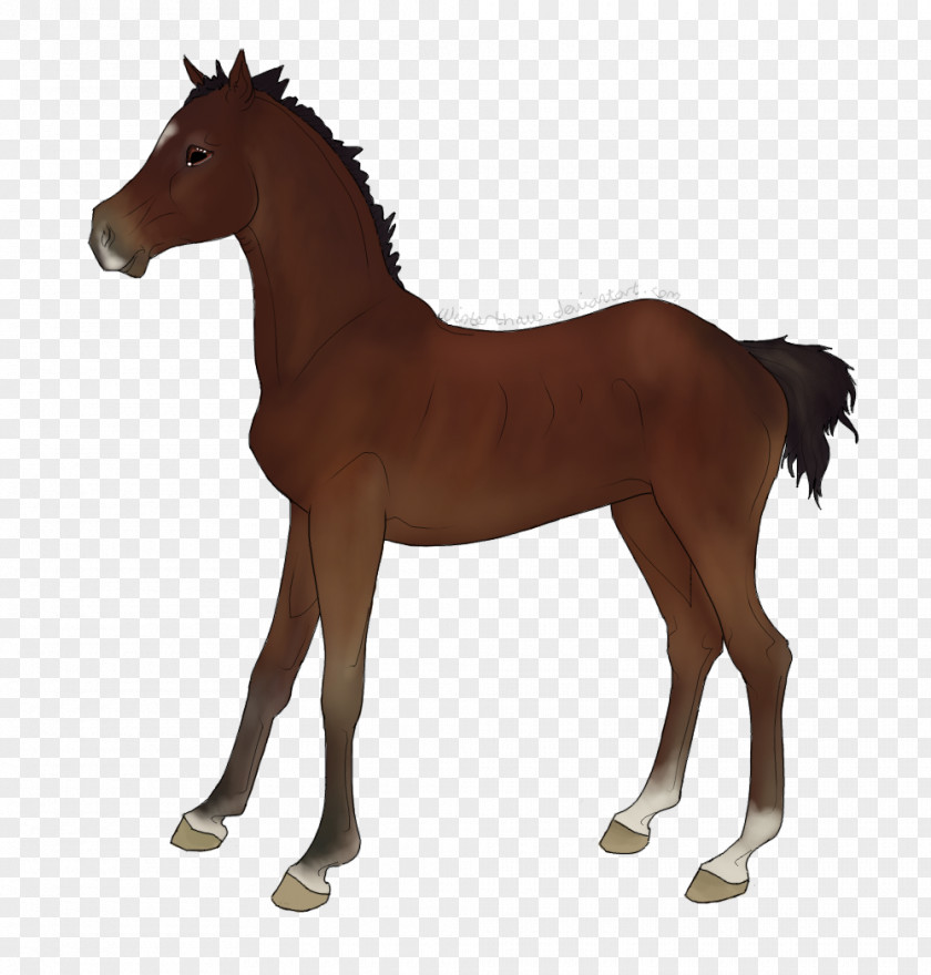 Mustang Foal Mare Stallion Pony PNG