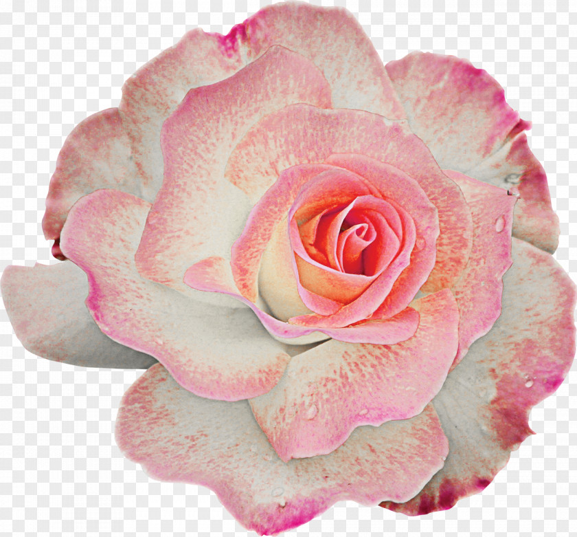 Rose Flower Garden Roses Centifolia Clip Art PNG