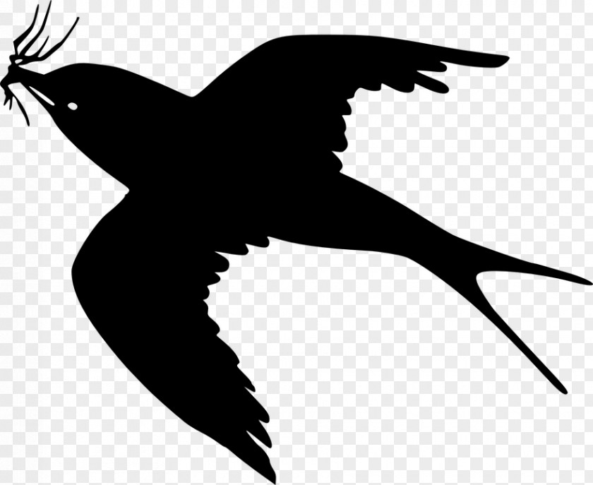 Vogelschwarz Bird Flight Cartoon Clip Art PNG