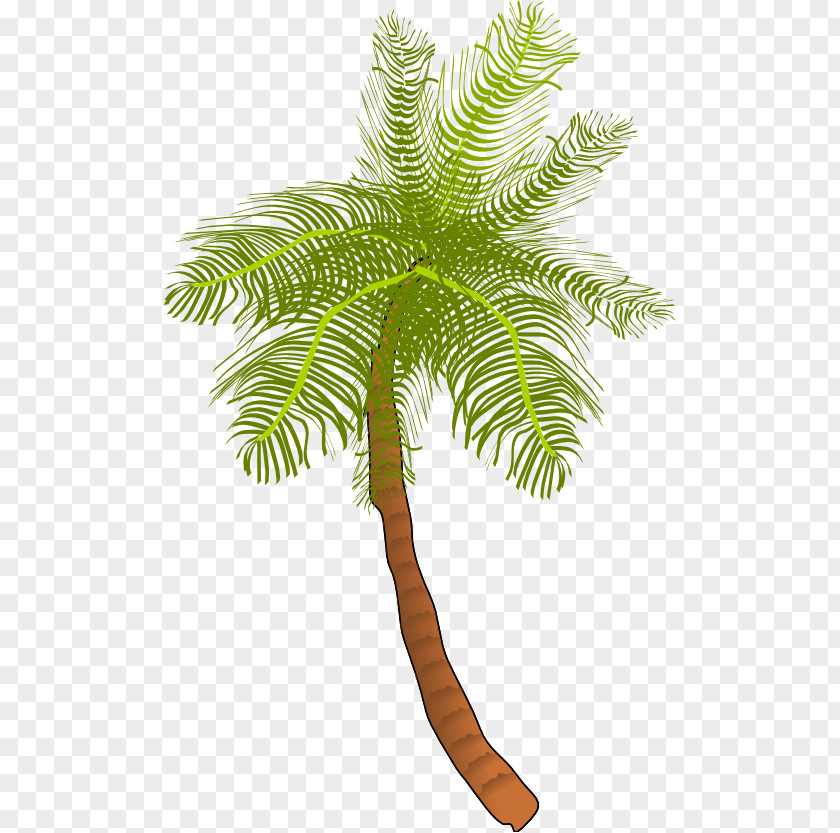 WATERCOLOR LEAF Coconut Arecaceae Tree Clip Art PNG
