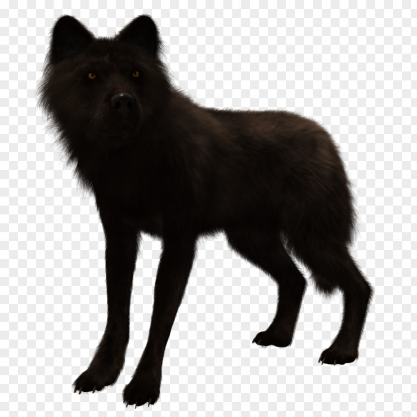 Wolf German Spitz Mittel Schipperke Tervuren Dhole Dog Breed PNG