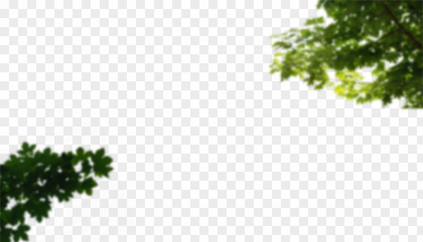 Cornus Rasadnik Nova Pazova Bamyan Branch Leaf Tree PNG