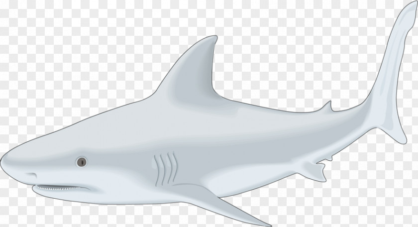 Fish Tiger Shark Bull Whale Drawing PNG