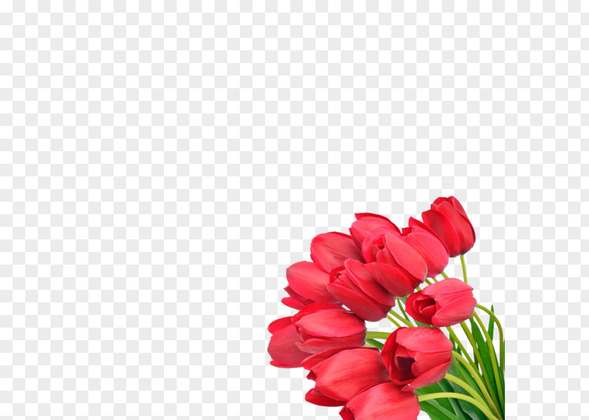 Flower Bouquet Tulip Cut Flowers PNG