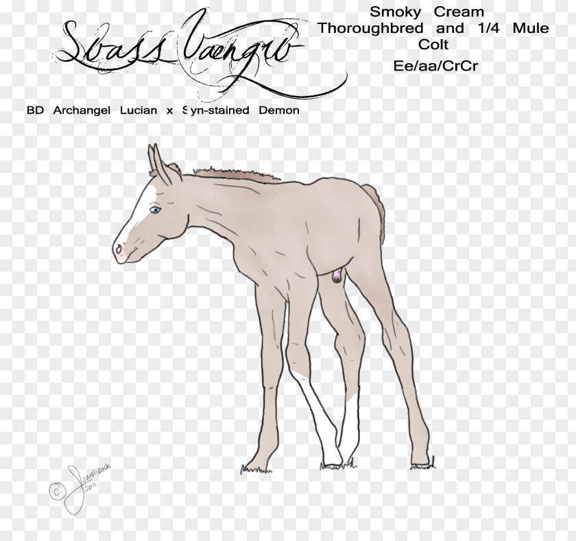 Mustang Mule Foal Stallion Pony PNG