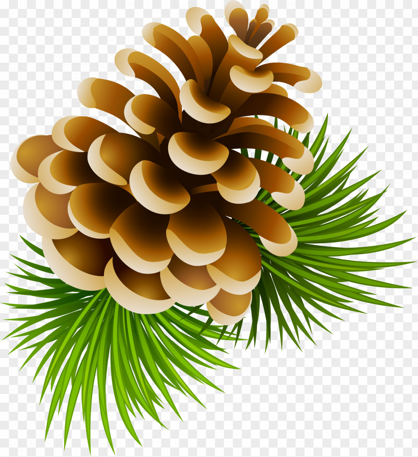 Pine Cone Conifer Spruce Clip Art PNG