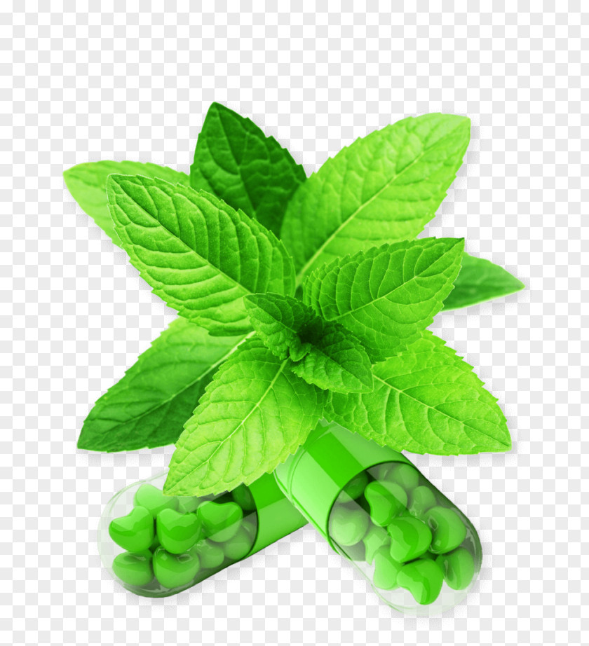 Plant Mentha Spicata Peppermint Wild Mint Herb Perennial PNG