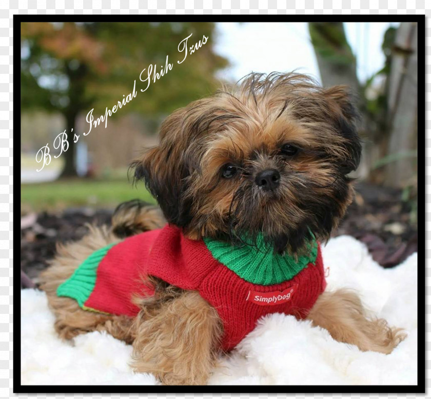 Shih Tzu Pattern Chinese Imperial Dog Griffon Bruxellois Affenpinscher Lhasa Apso PNG