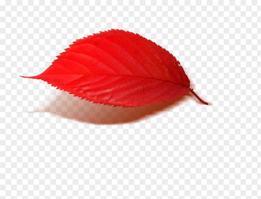 Caller ID Leaf Petal PNG