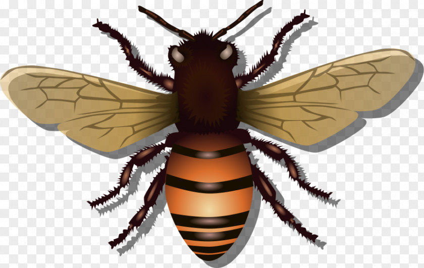 Honey Bees Images Western Bee Beehive Clip Art PNG