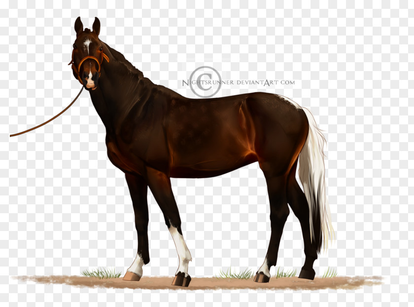 Mustang Stallion Mare Bridle Warmblood PNG