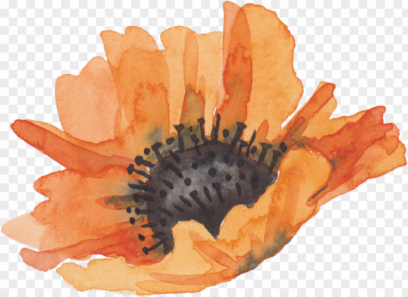 Orange Watercolor Flowers Flower Painting Download PNG