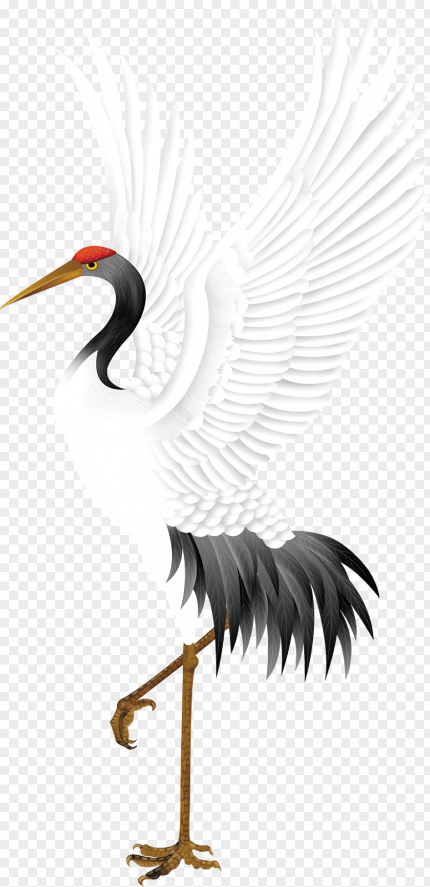 Wings Of The Crane Red-crowned Bird Stork PNG